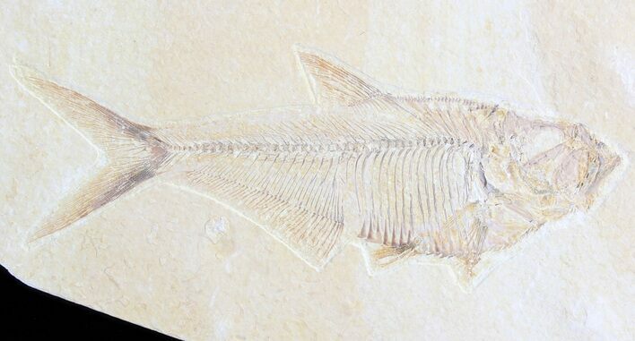 Diplomystus Fossil Fish - Wyoming #63937